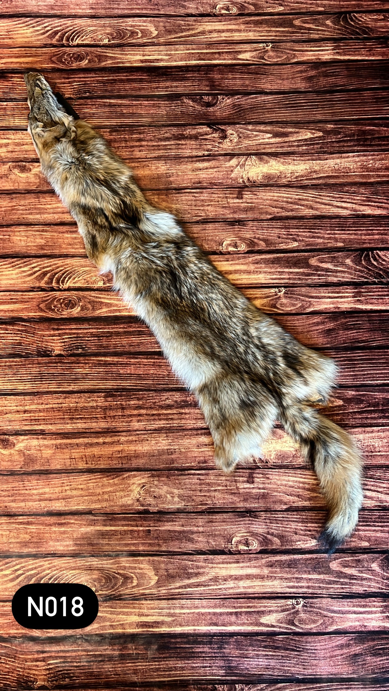 Missouri Coyote Fur